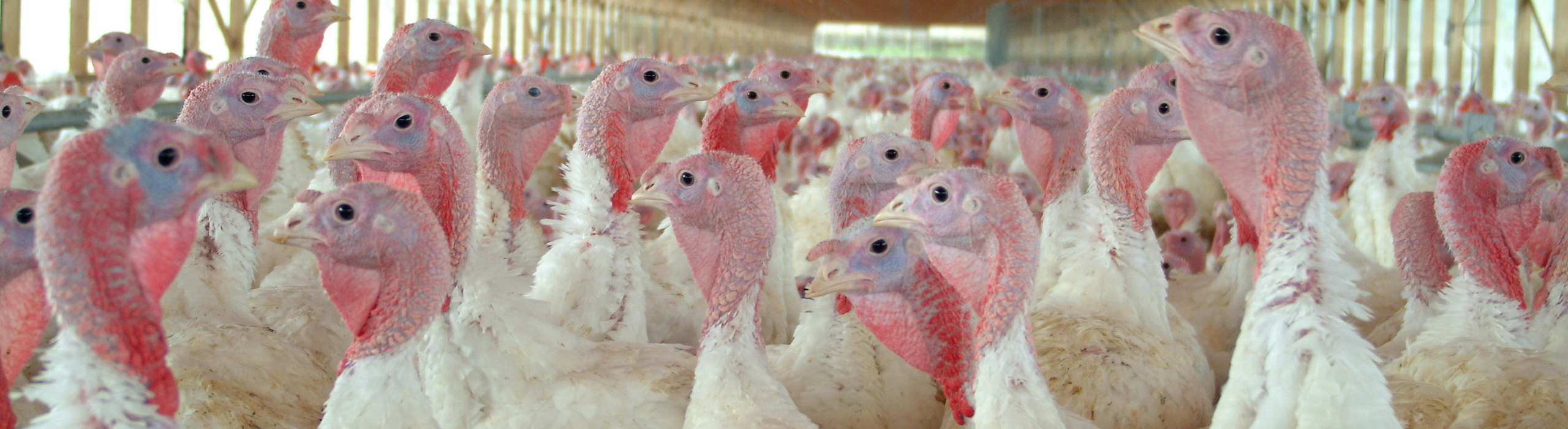 turkeys in barn